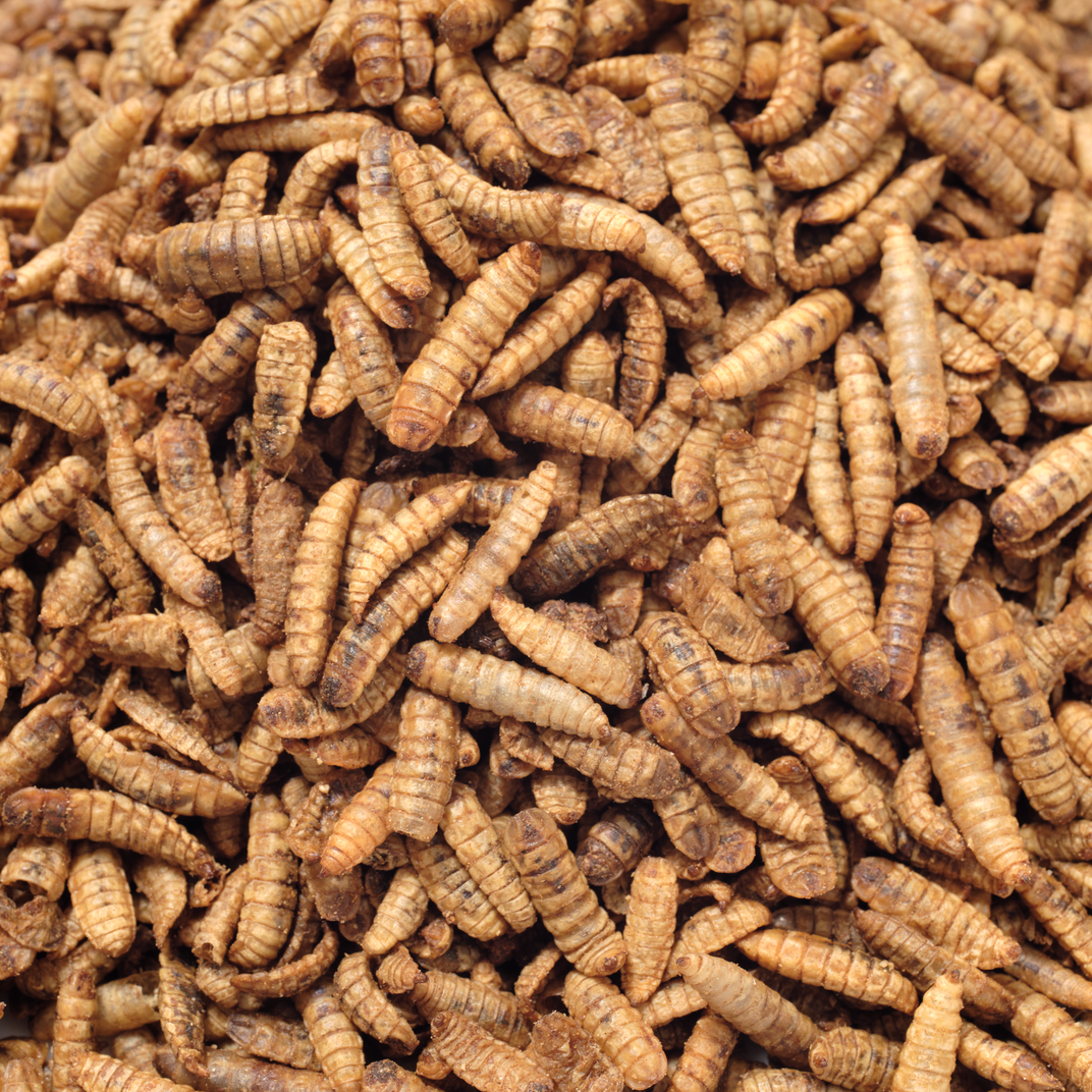 Cluckin' Good Grubs, 3.5 lb
