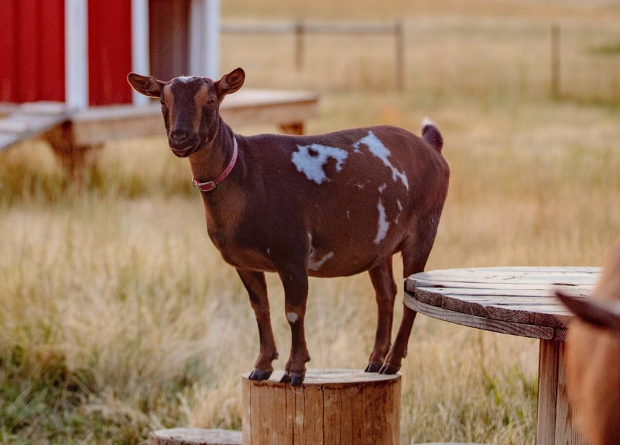 Maple Sugar standing on a wooden spool in the pasture, a red barn behind her