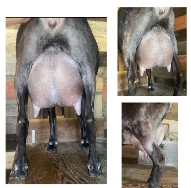 Wolfivan Sun is Shining 8*M udder