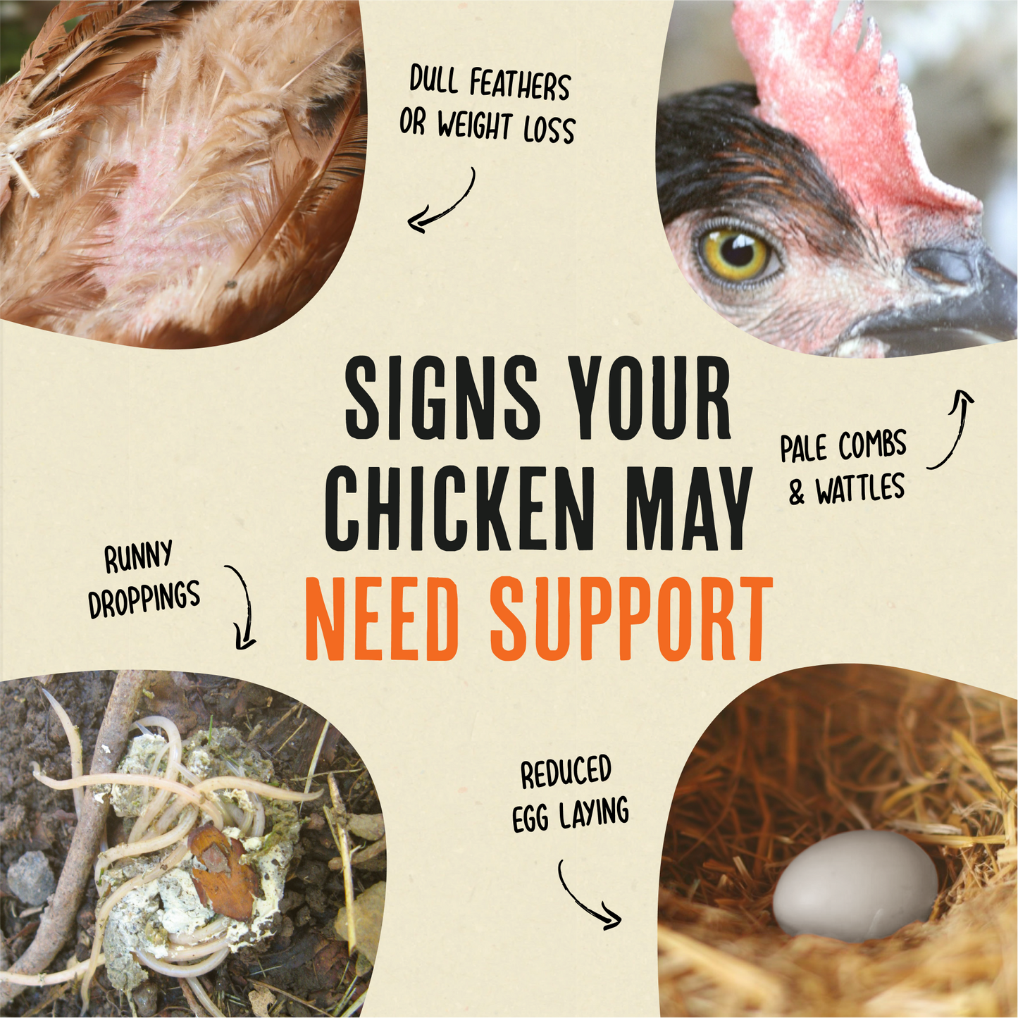 Flock Armor | Daily Chicken Dewormer | Flock Gut Support